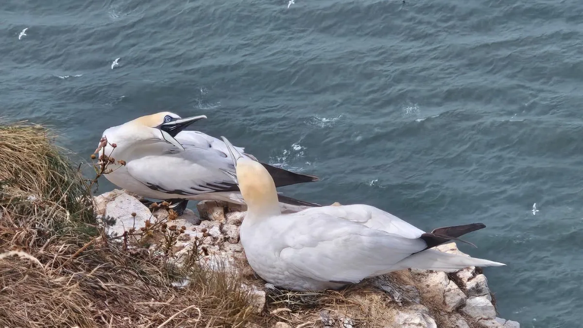 Gannets on the wind