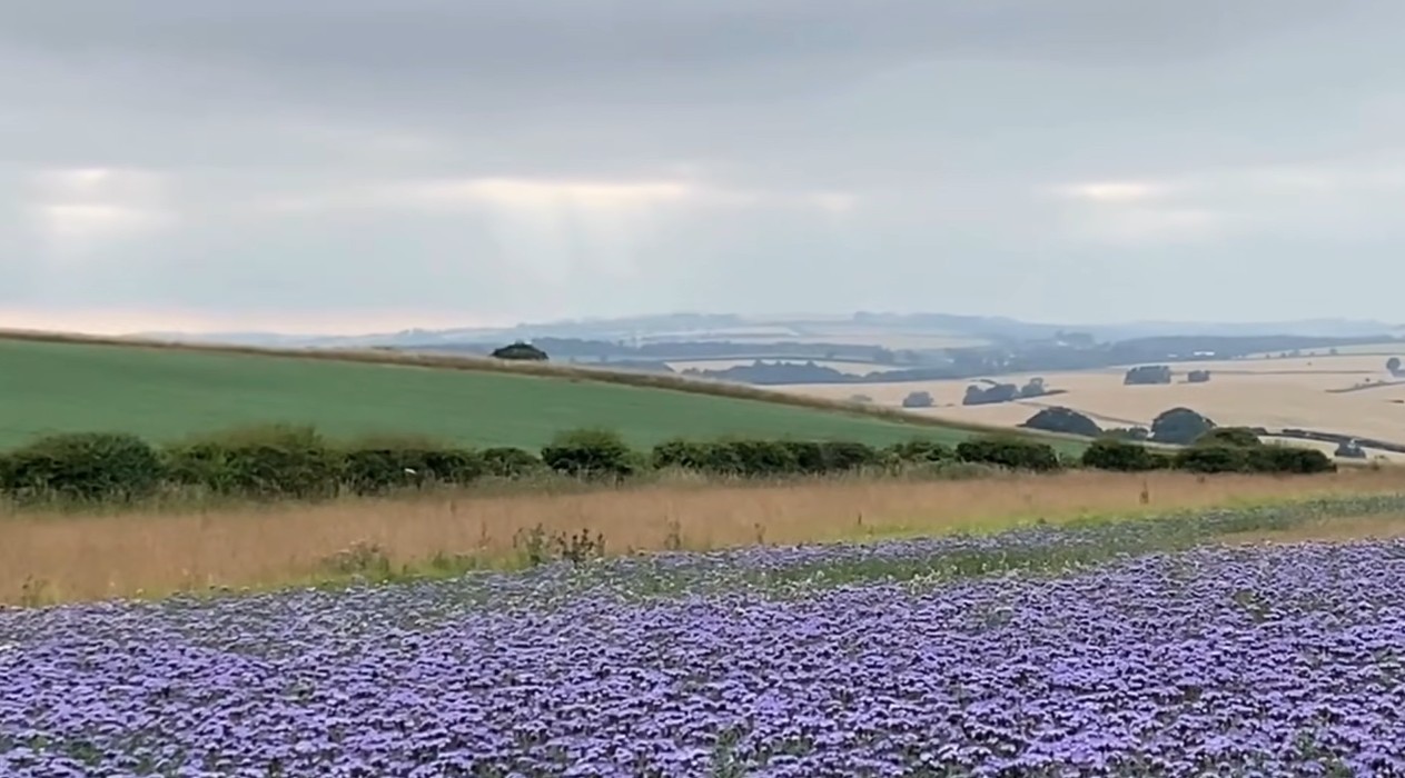 The Self-Compassion of Stopping: Finding Beauty in an Unexpected Moment
