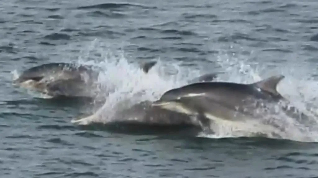 Dolphins - and Returning to Stillness.