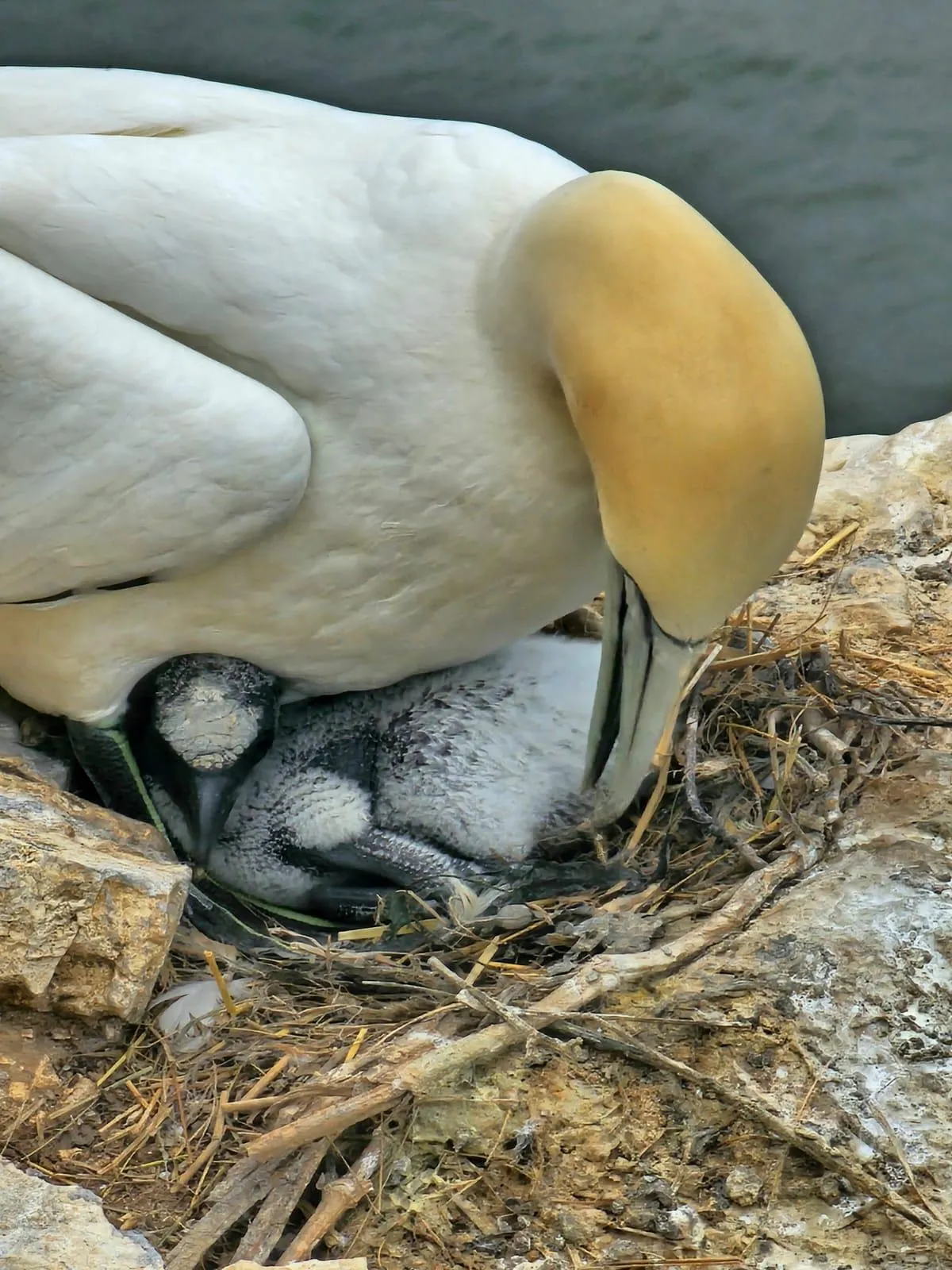 Chick's Achievements!