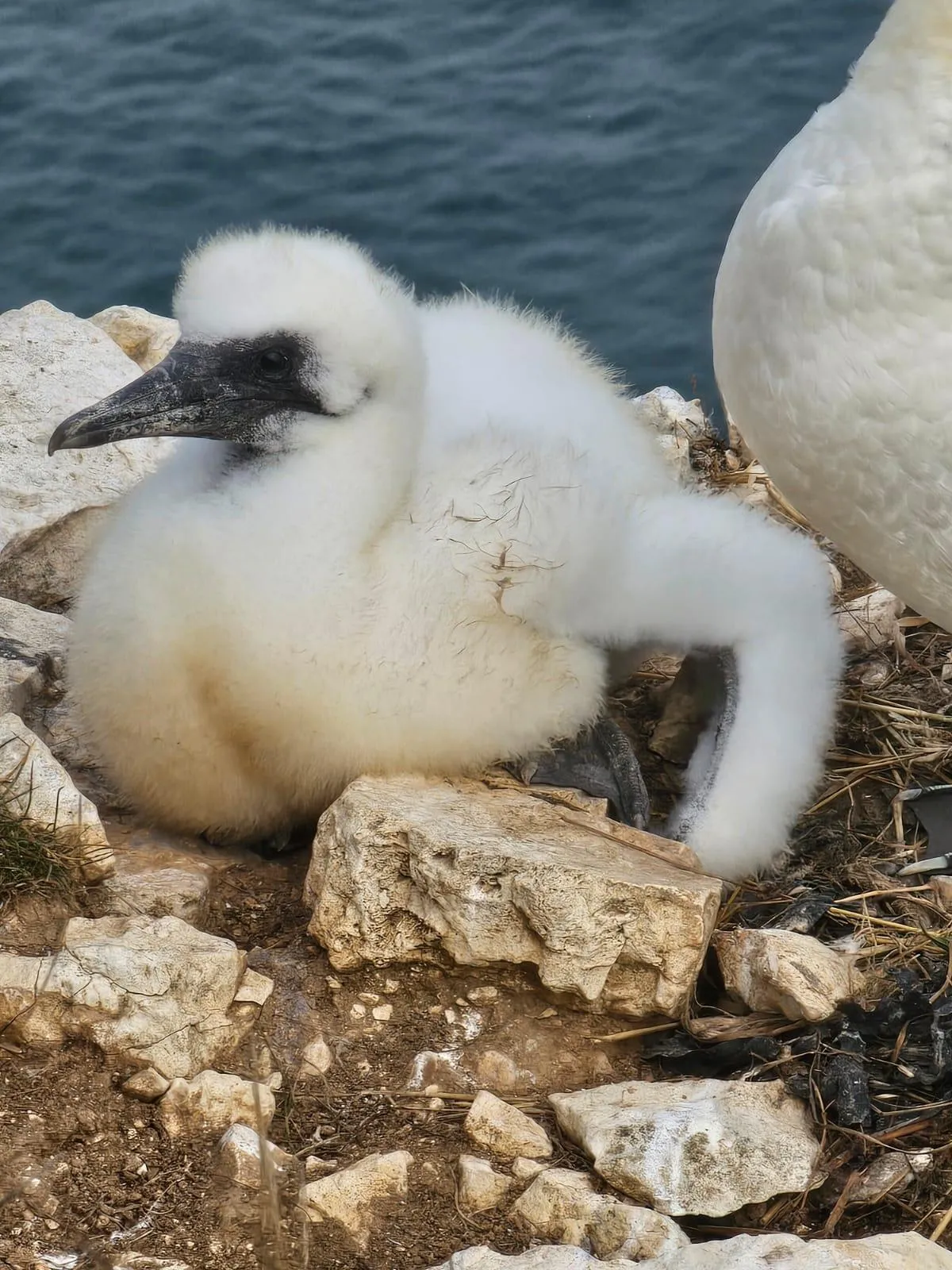 A Gannet Update.
