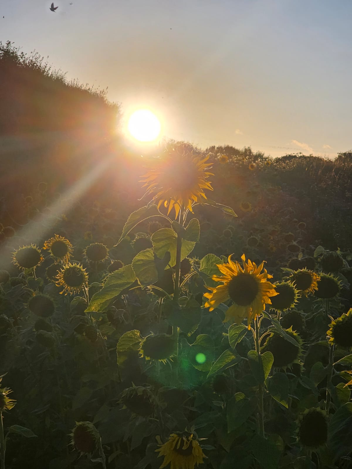 Autumn Equinox and Self Kindness