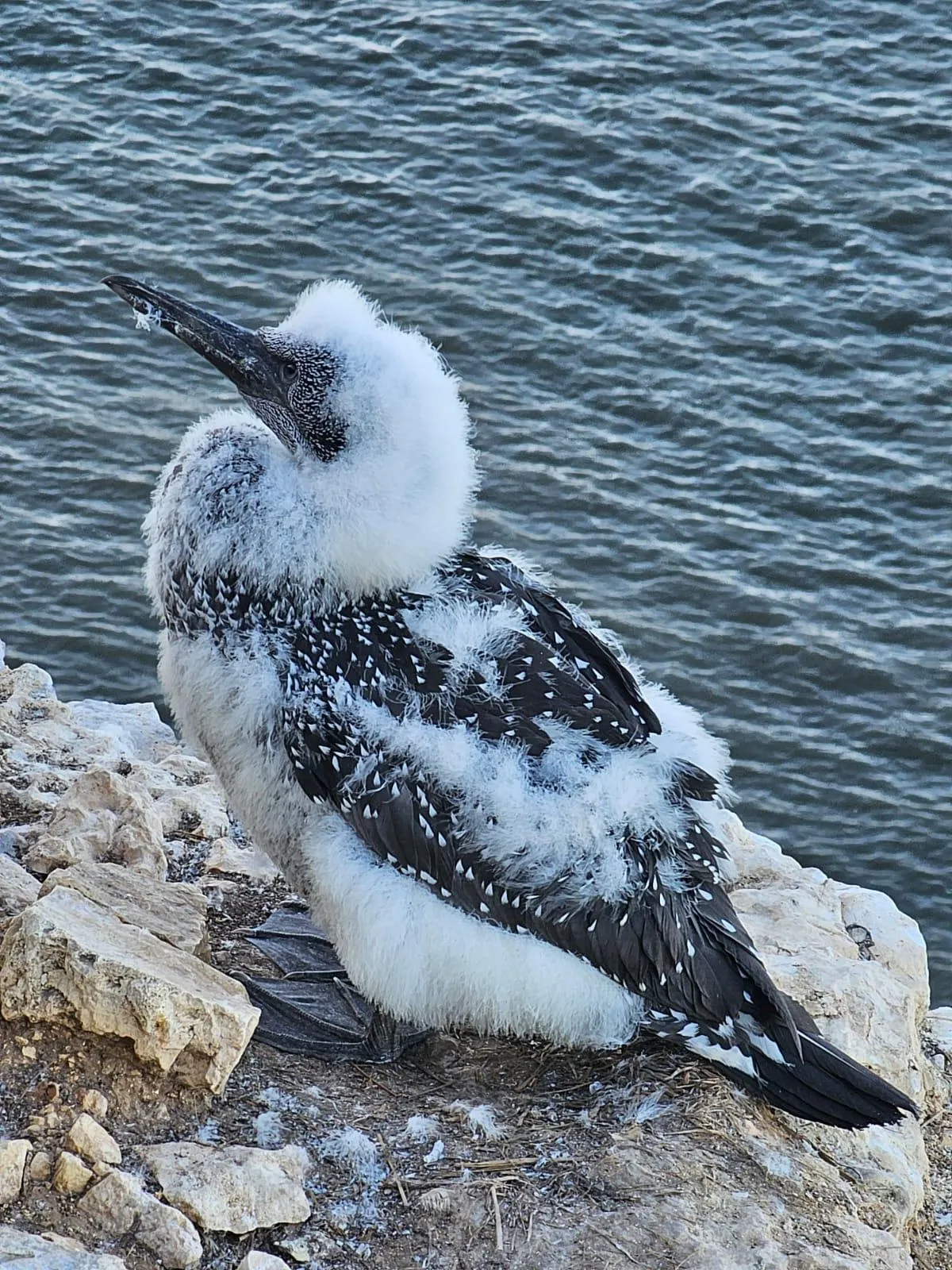 A Chick Update and Honouring Our Needs as Self-Kindness.