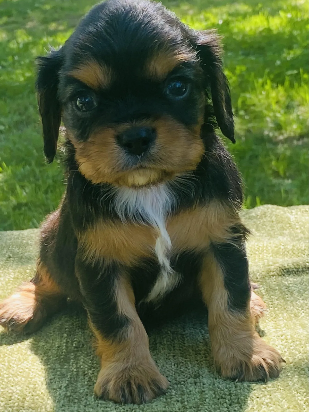 a small puppy is walking through the woods