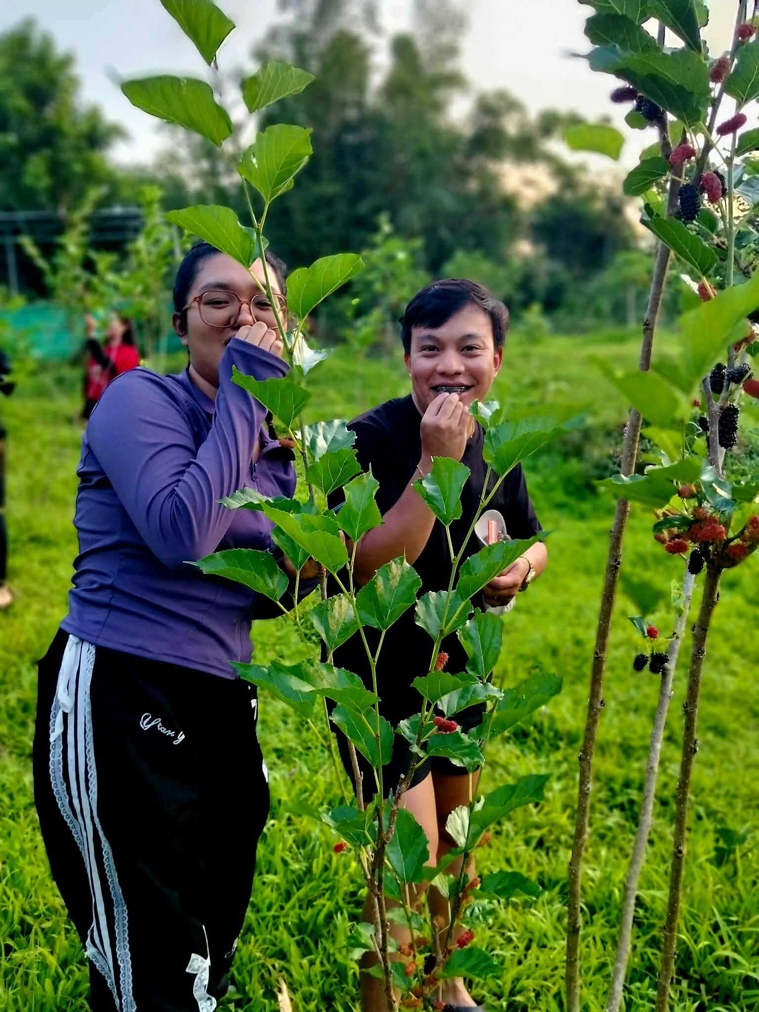 Mulberry fruit picking at SMFR