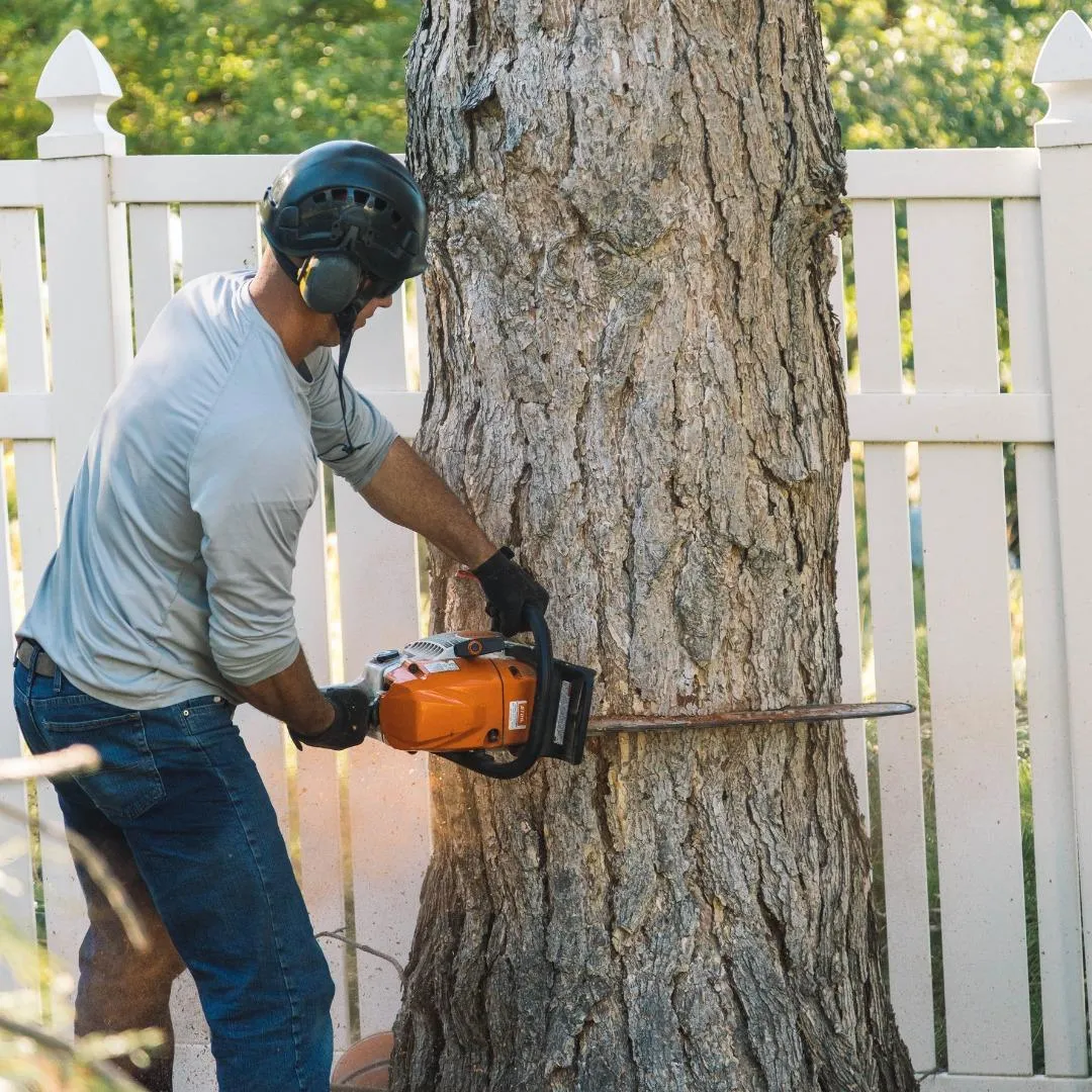 tree removal