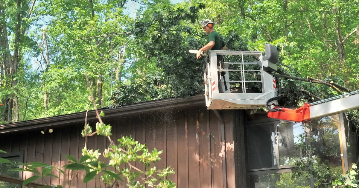 tree pruning