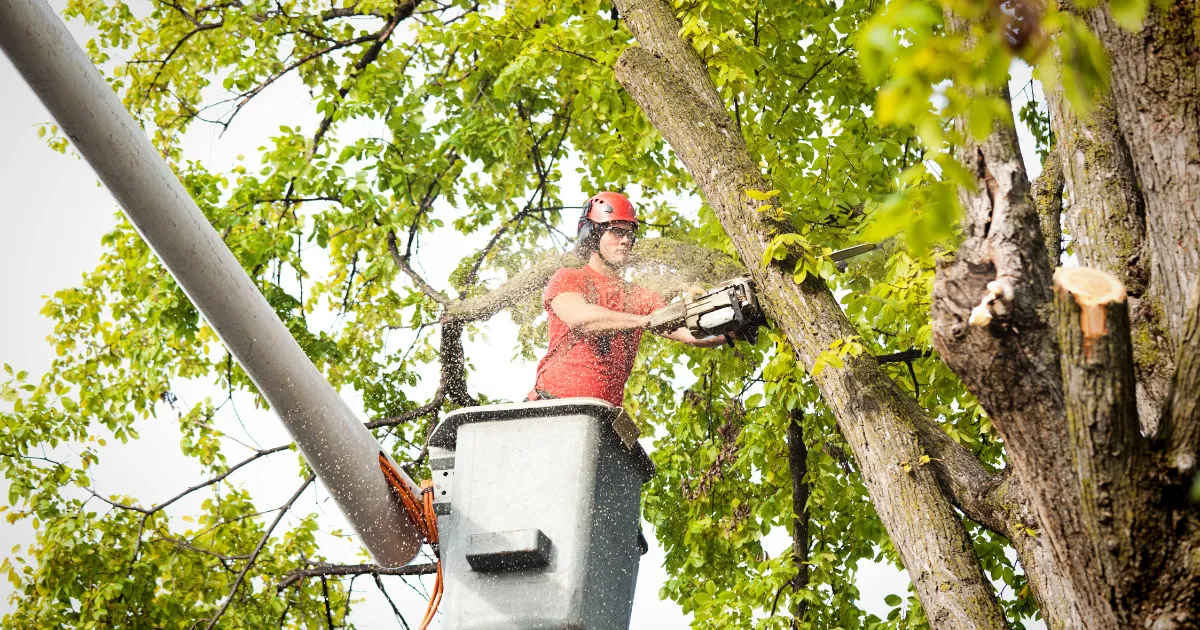 tree trimming services 