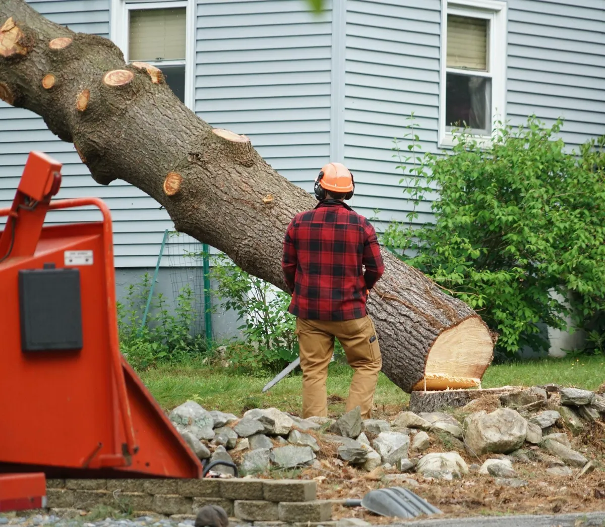 tree removal services