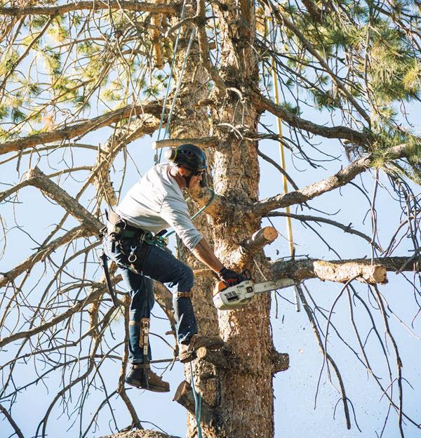 local tree care services