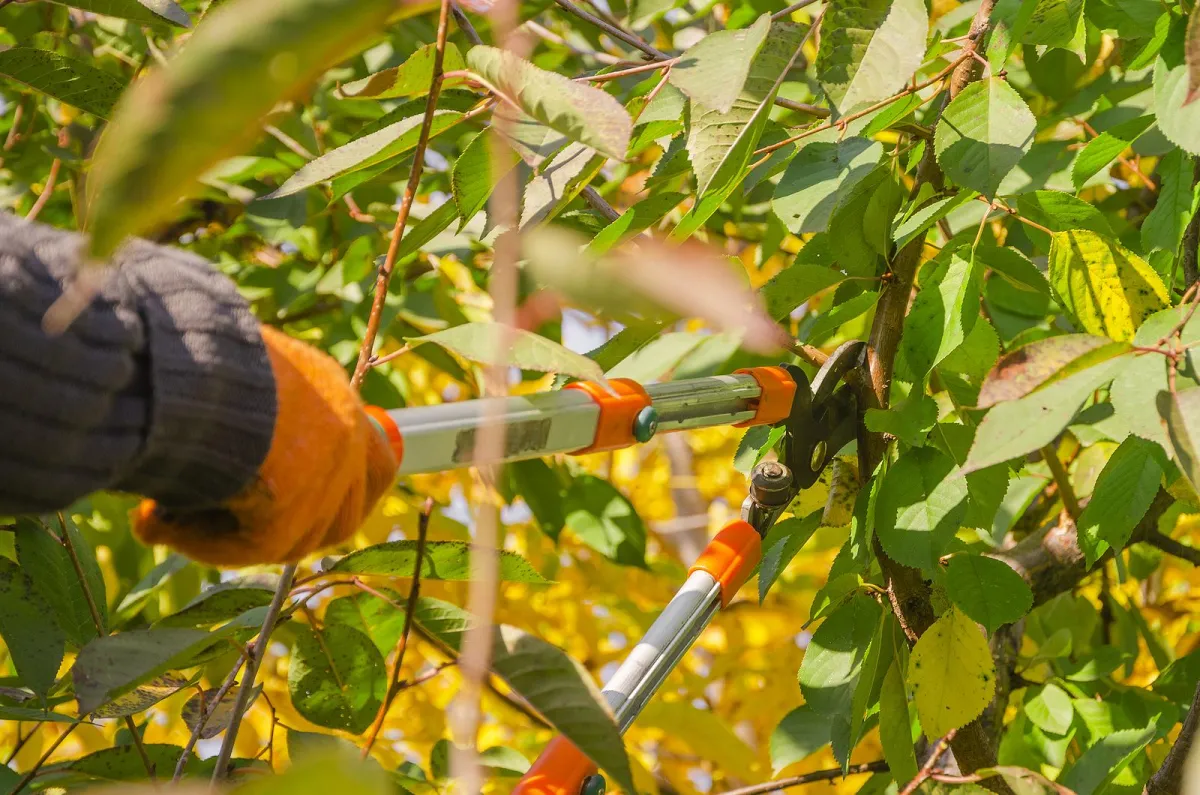 professional tree pruning