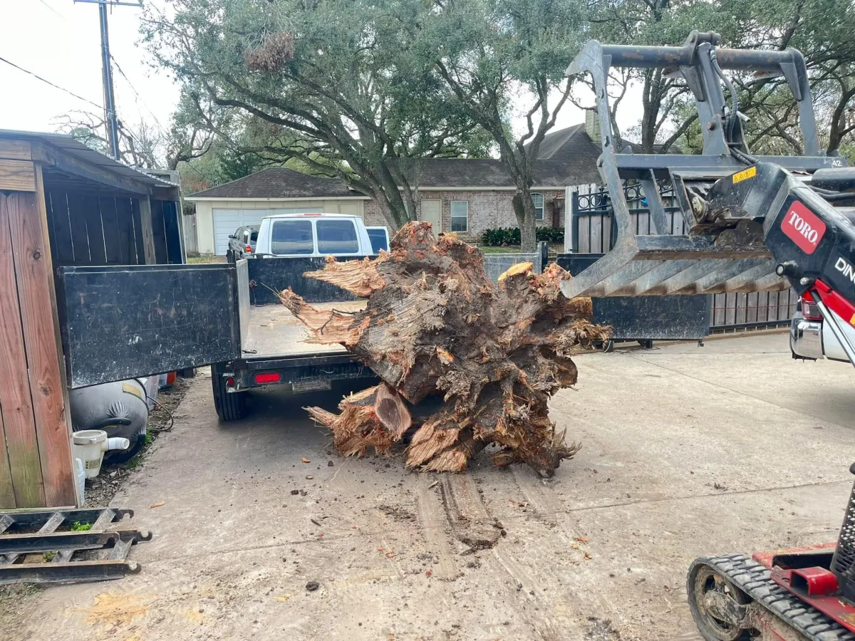 rootball of a tree to be loaded into truck for disposal