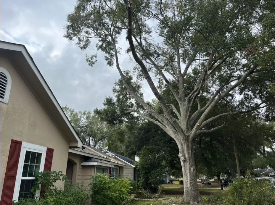 beautiful tree canopy after trimming and pruning