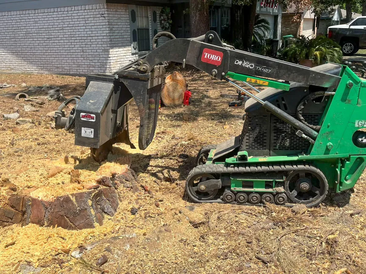 stump grinder beginning to grind the stump of a large tree
