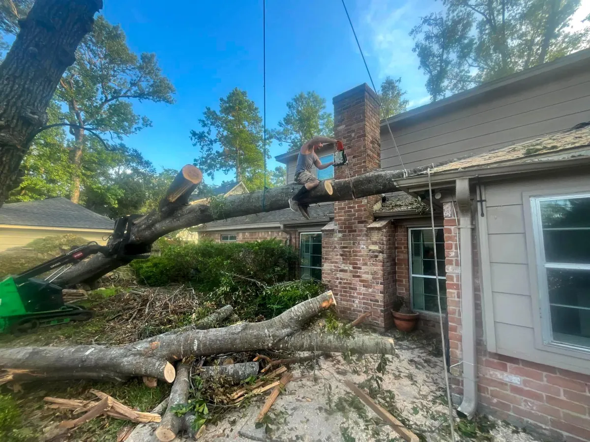 fallen tree carefully removed from house