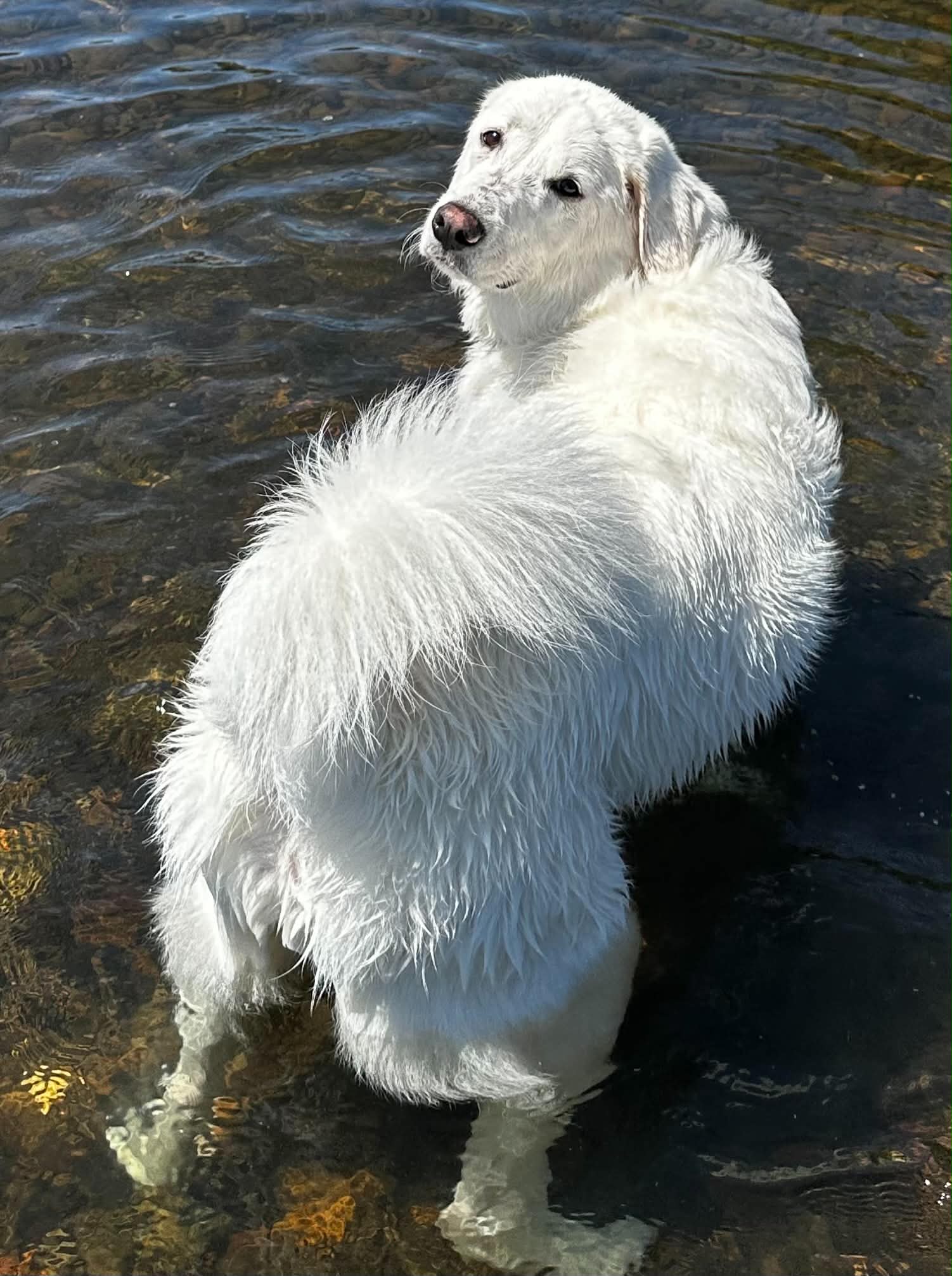Rehoming dog, meeting yourself, staying with the hard emotions.