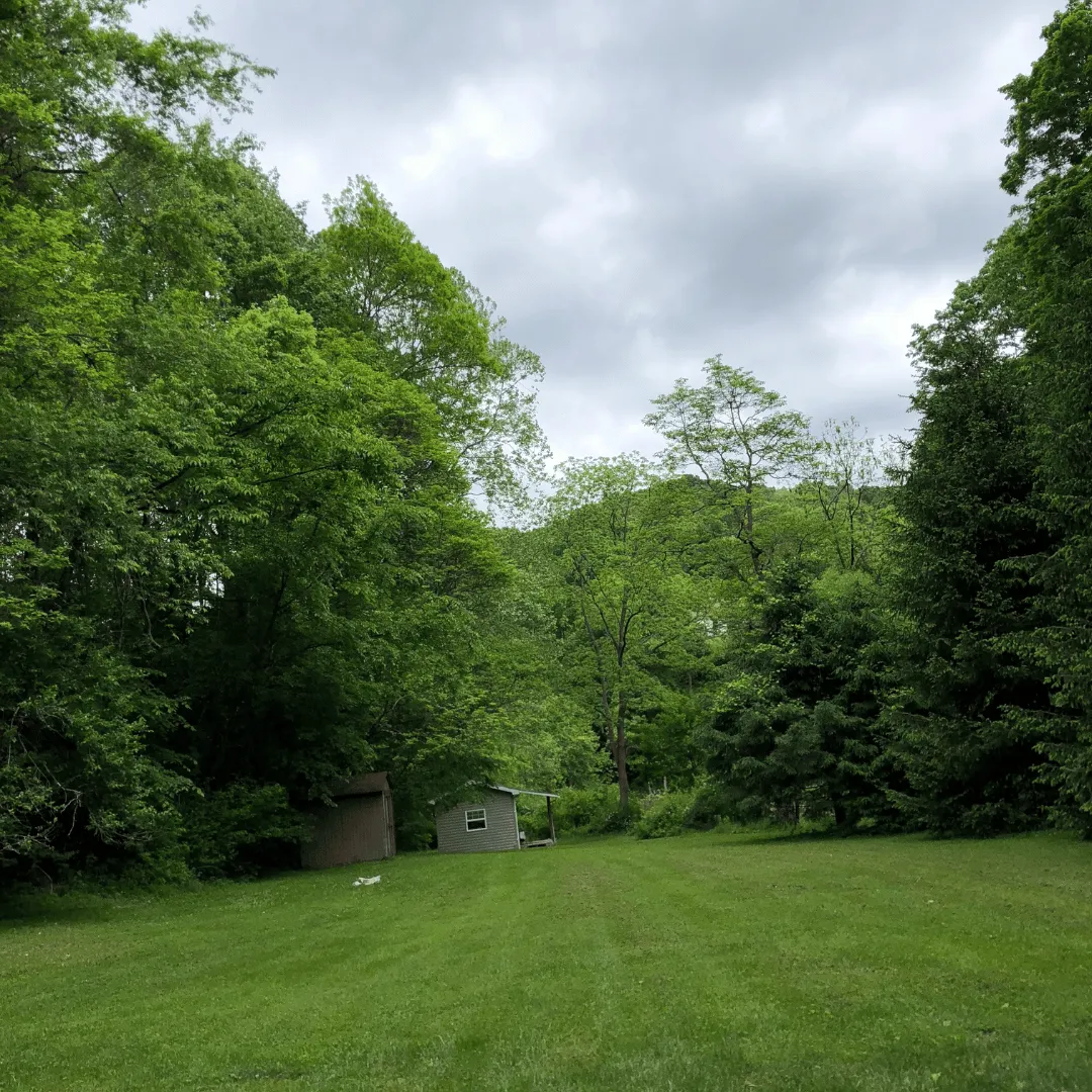 small house in wooded field