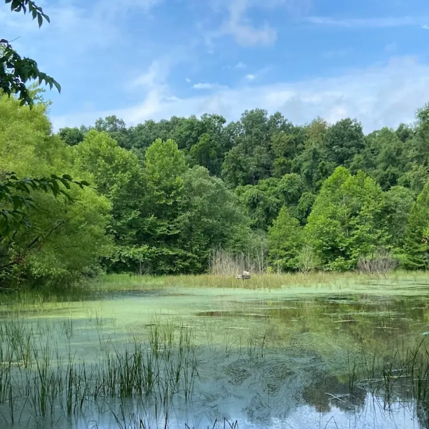 large pond surrounded by trees in vienna wv