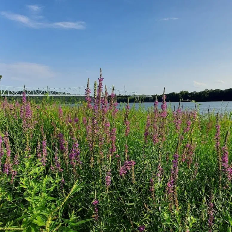 riverfront flower field in ravenswood wv