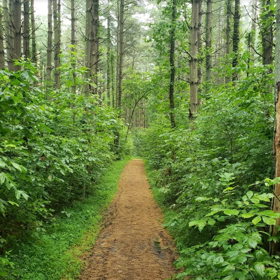 clear path in the wooded kinderhook horse trail