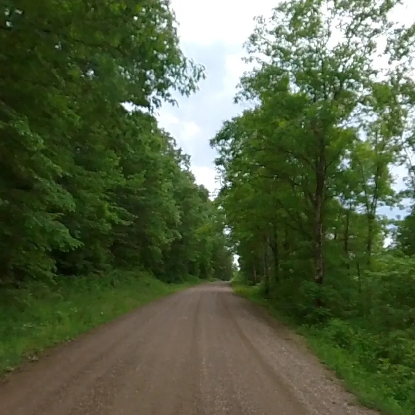 dirt path surrounded by trees