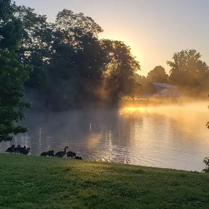 pond surrounded by tree a sunset