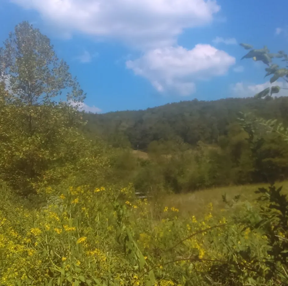 rolling hills covered in flowers and trees