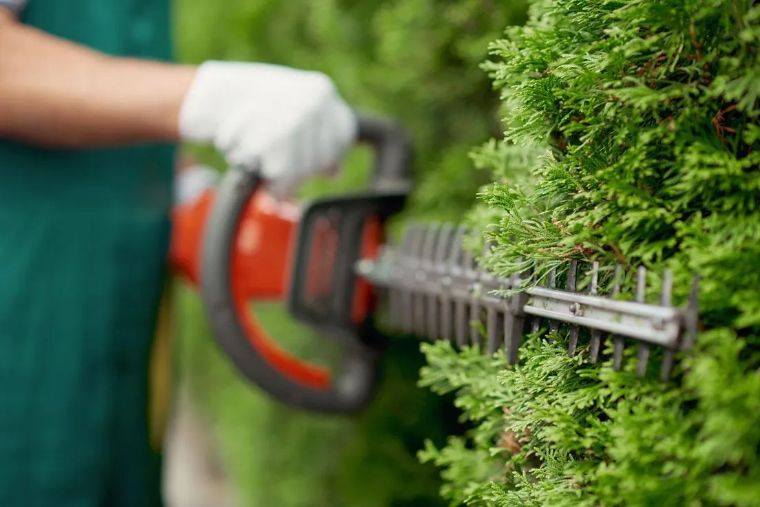 Hedge Trimming South Auckland