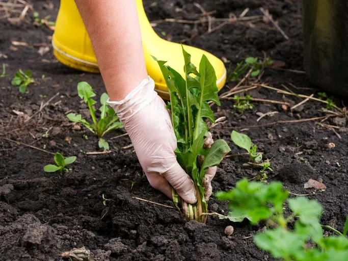 Weeding Services South Auckland