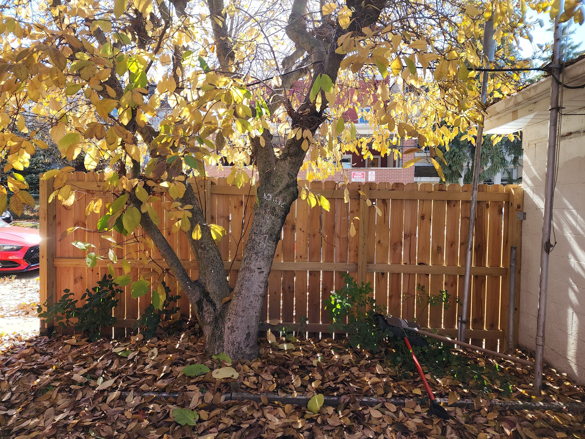 Restored backyard fence