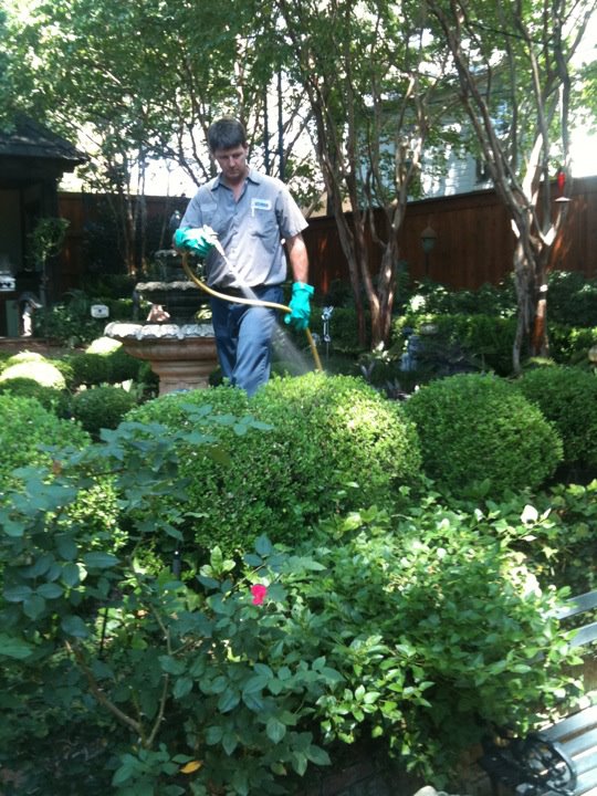 Recent landscaping work showing manicured lawn