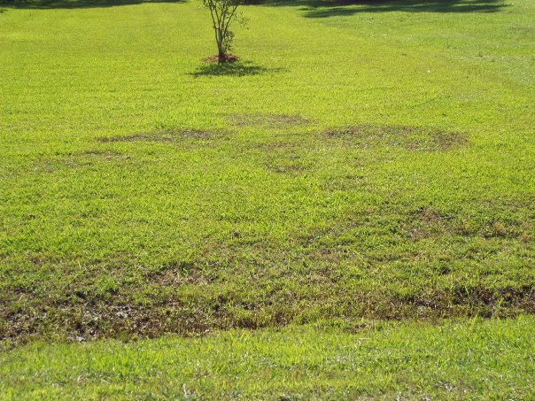 Recent landscaping work showing flower beds
