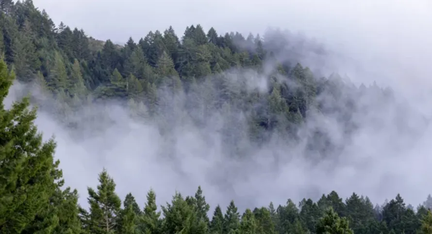 Why Mill Valley Is the Best Weekend Escape Near San Francisco