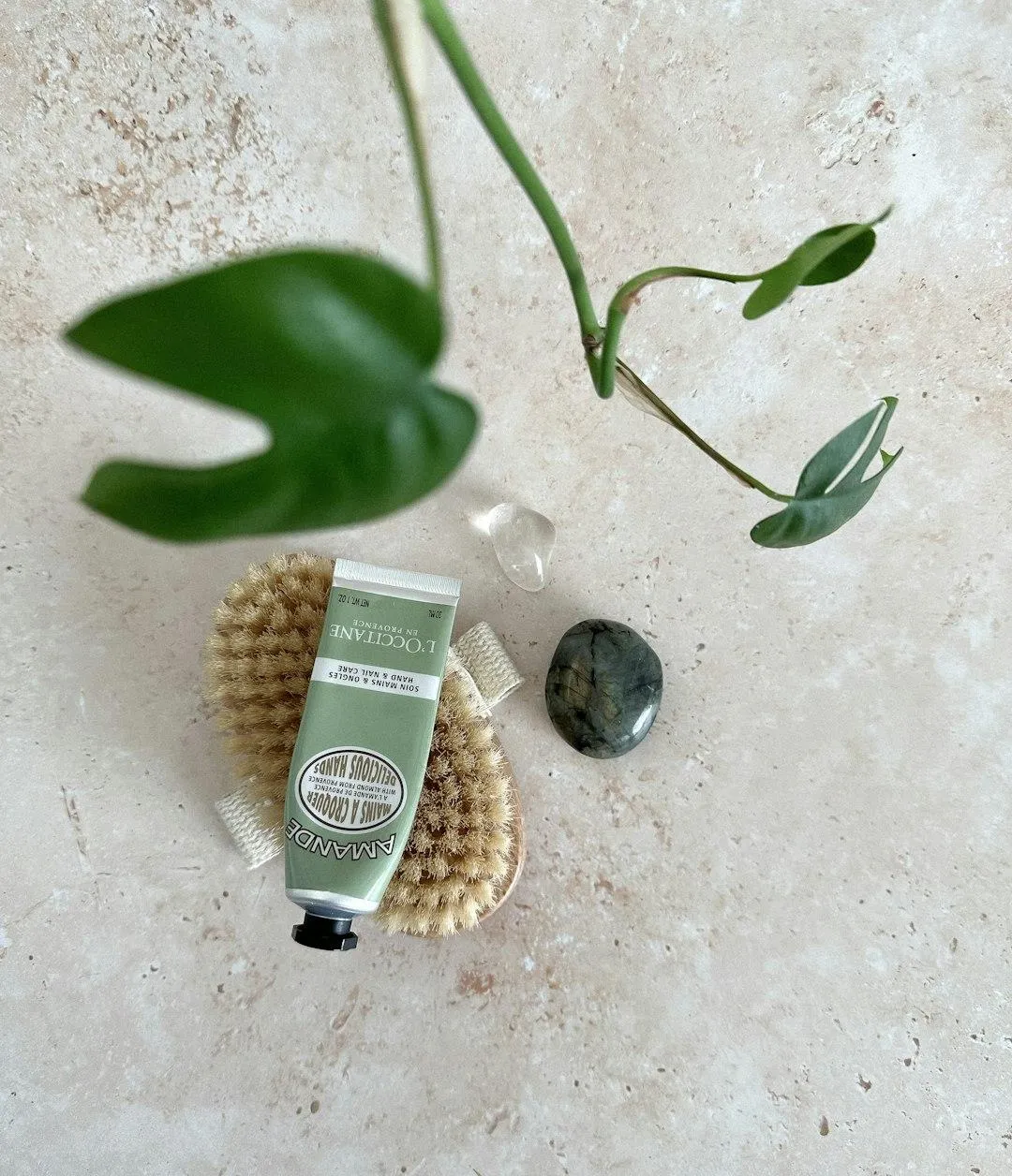plant with dry brush and product and a rock