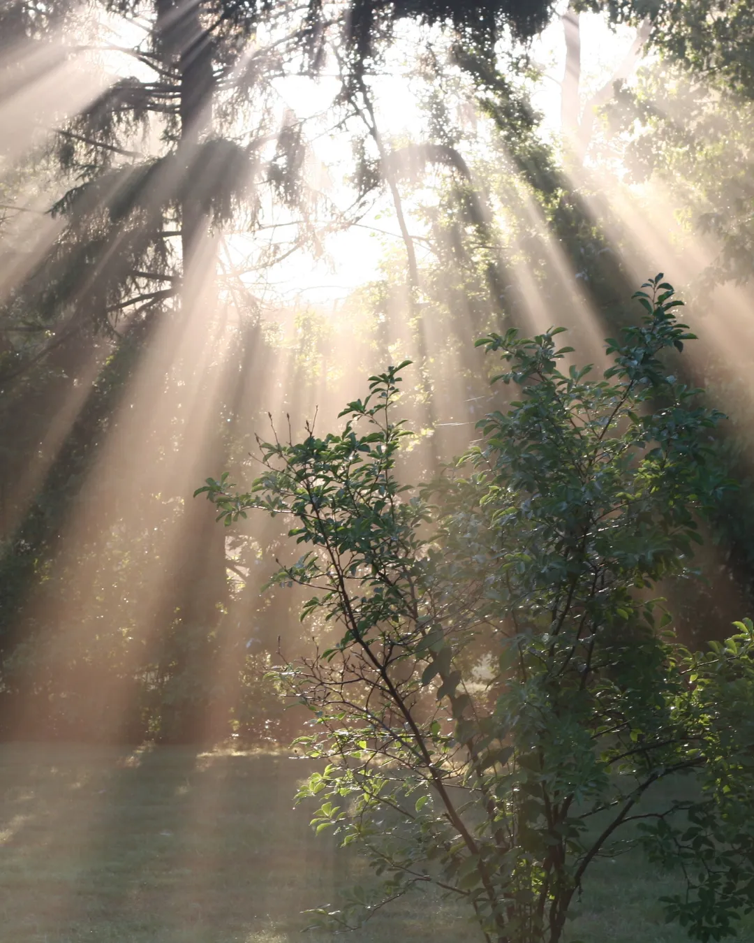 sunshine breaking through the trees in a forest clearing