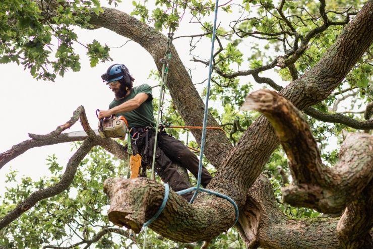 Baumpflege in Koblenz