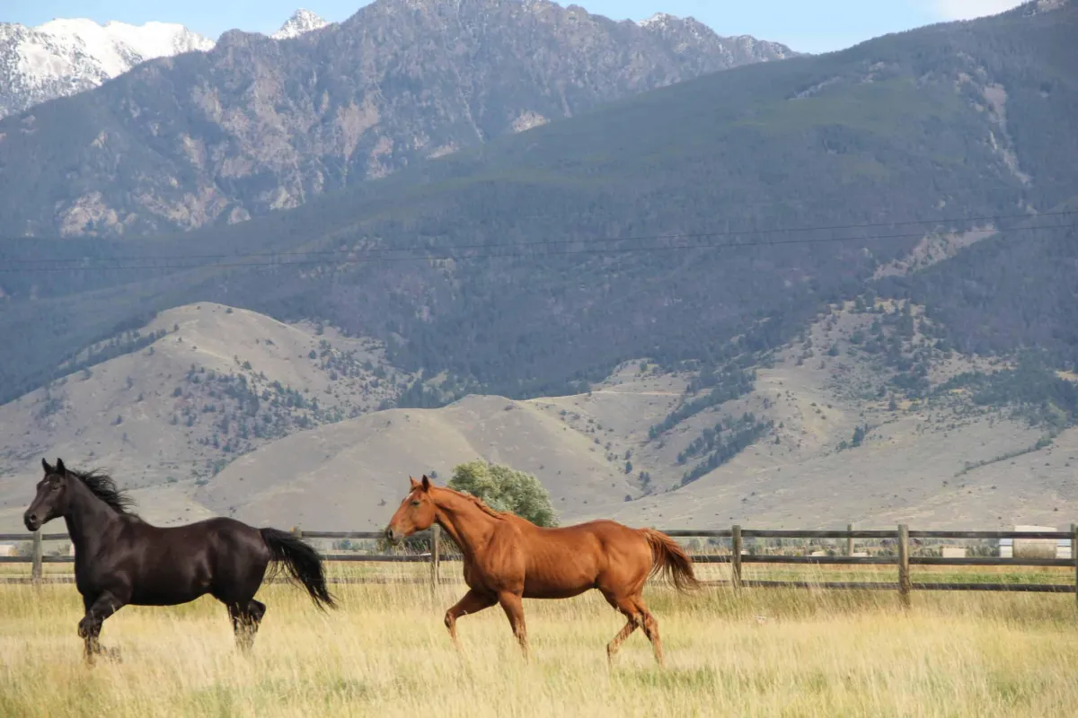 What Is It Really Like Living in Livingston and Paradise Valley, Montana?