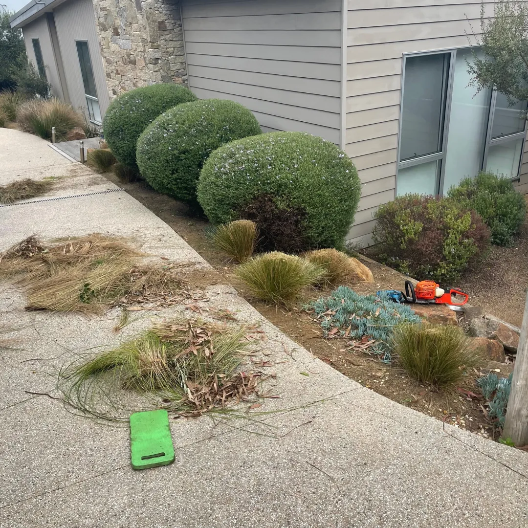 person holding green plant stem