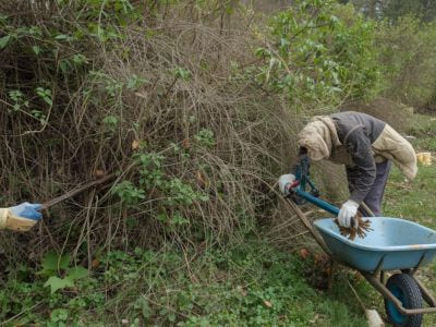 Brush / Blackberry Removal in Bremerton