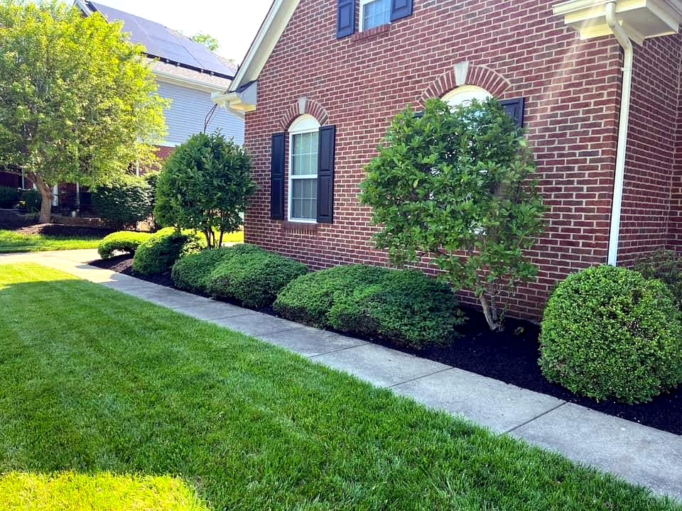 Side yard landscaping with trimmed shrubs, fresh black mulch, clean bed edges, and green lawn in Crestview Hills, KY.