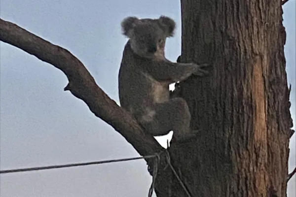 Inspirational rural landscape showing a former dairy farm transformed into a tree-filled habitat supporting koalas, symbolizing long-term legacy, conservation, and generational impact.