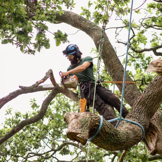 Tree Removal in Fairfield