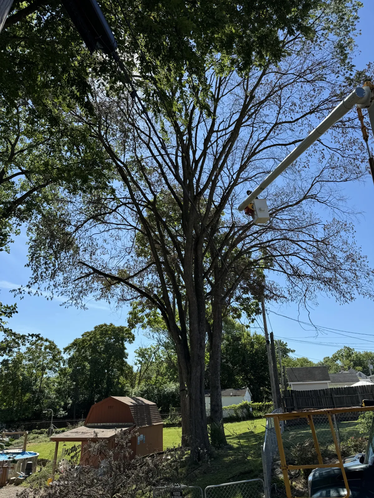 Fairfield Tree Trimming