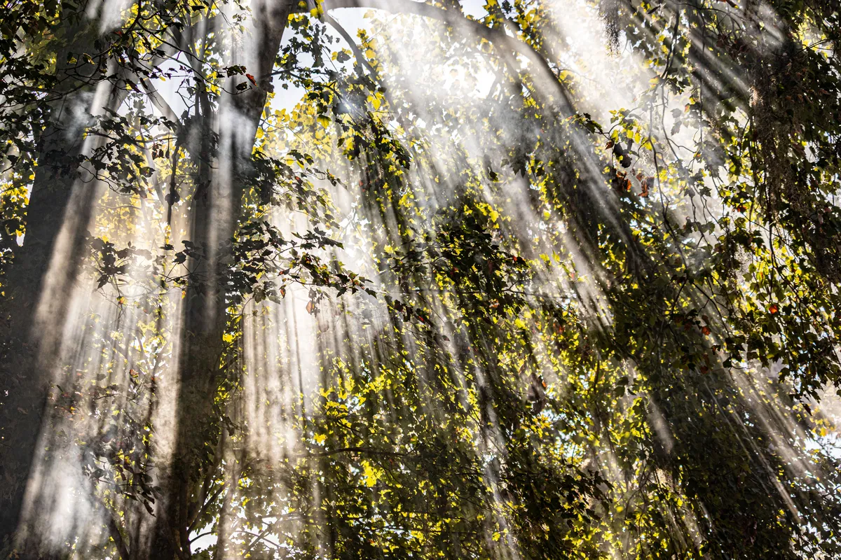 Sunlight streaming through tall trees in a leafy forest.