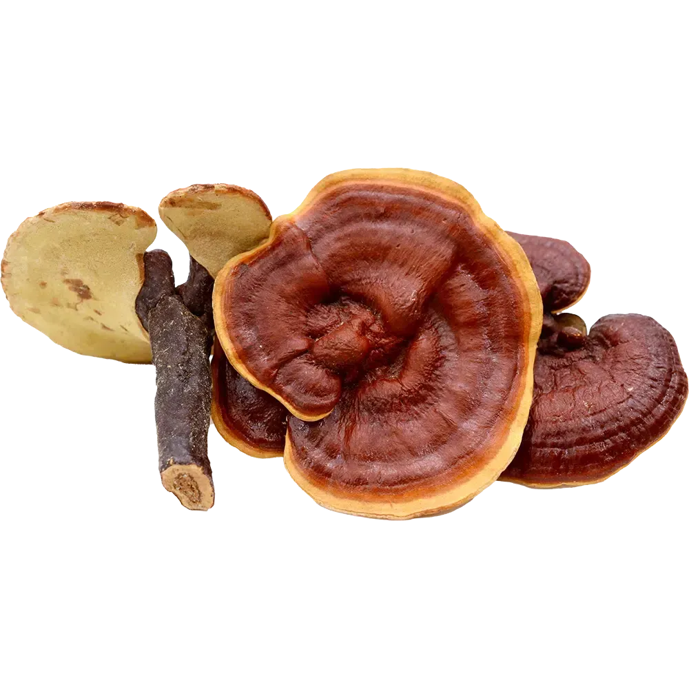 Frequense Mushroom Blend - Reishi