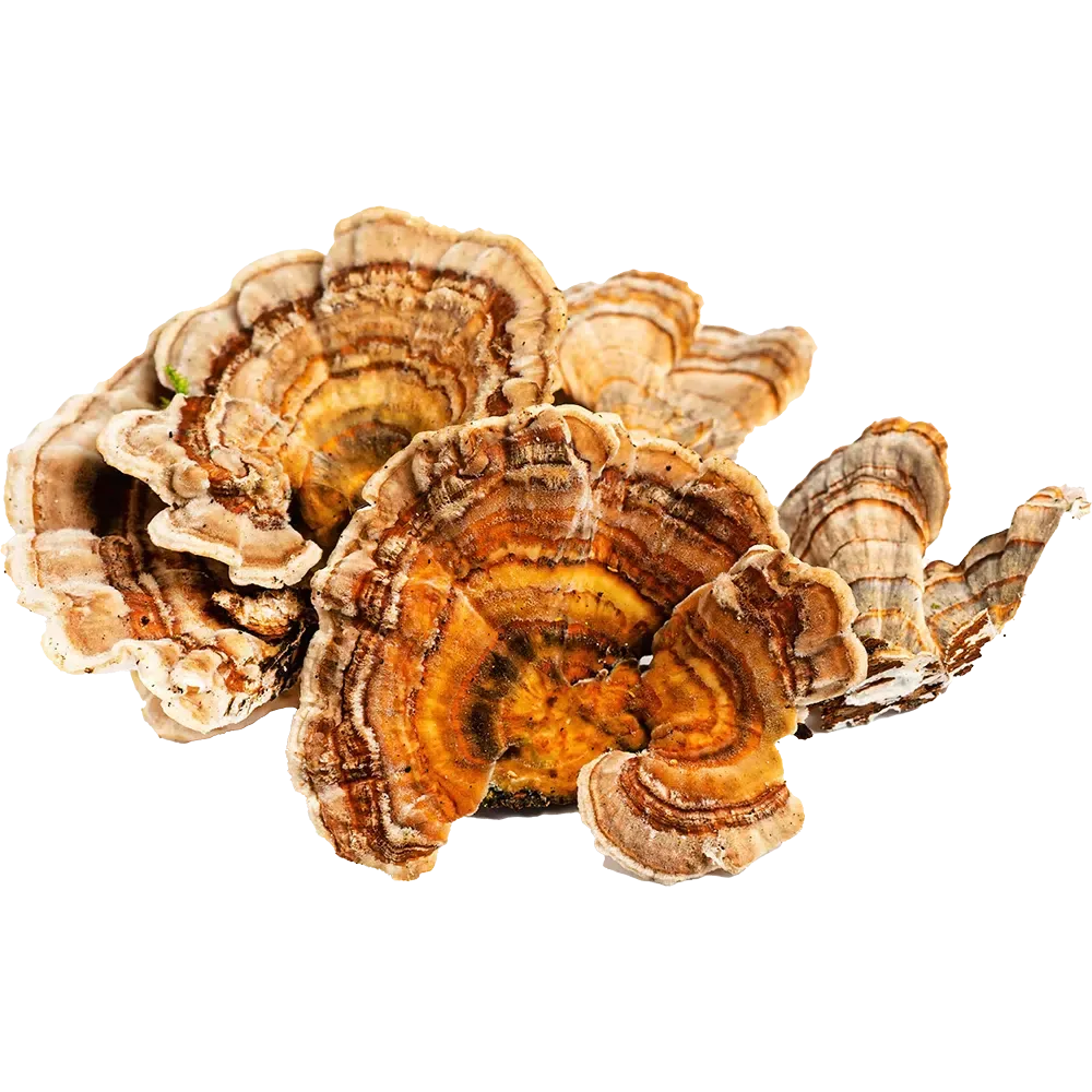 Frequense Mushroom Blend - Turkey Tail