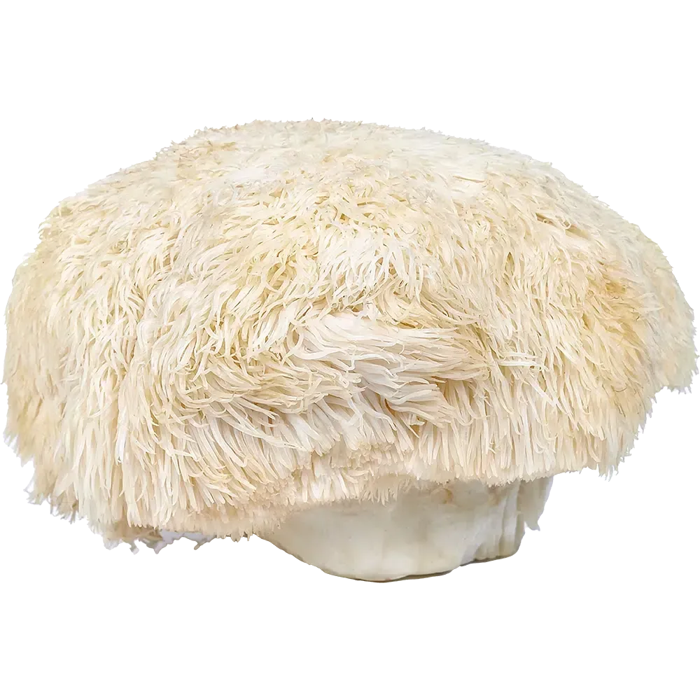 Frequense Mushroom Blend - Lion Mane