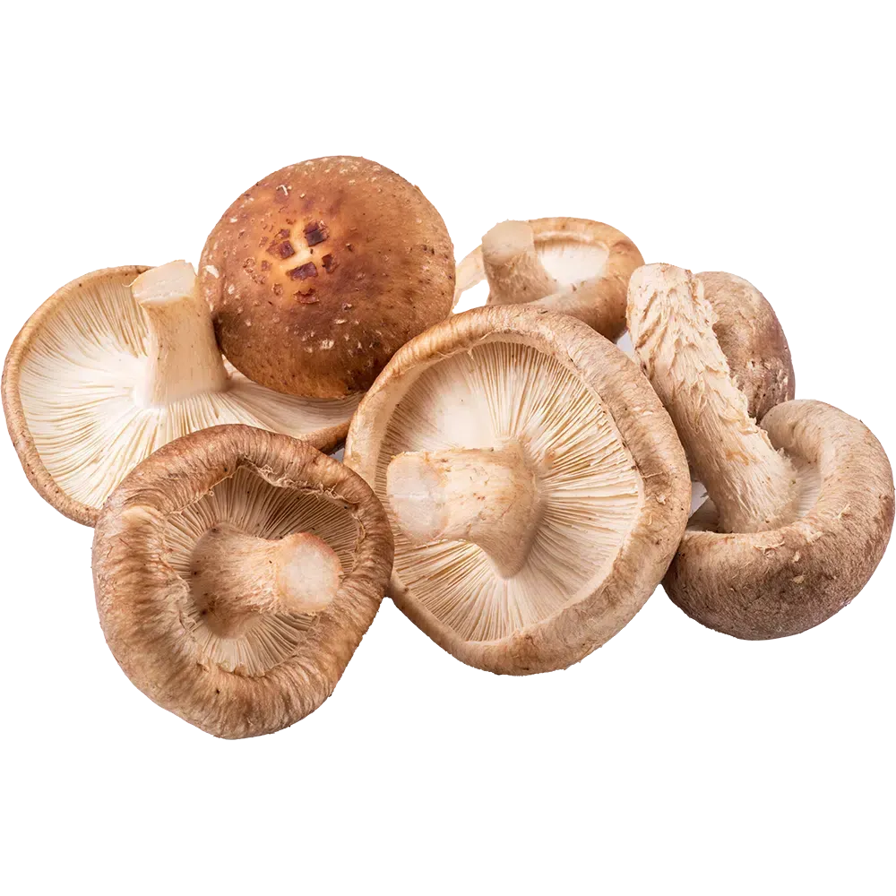 Frequense Mushroom Blend - Shitake