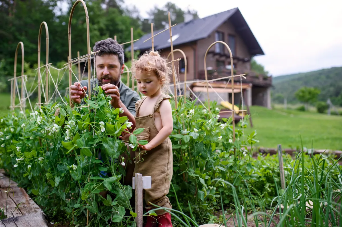 Photo of a trellised garden where the father is teaching his toddler daughter how the trellis works and why the vegetables need the support.  The trellis is construced fro bamboo rods and he's training the plant to use the trellis for support.  The setting is an open field and there is a home in the backgroud.