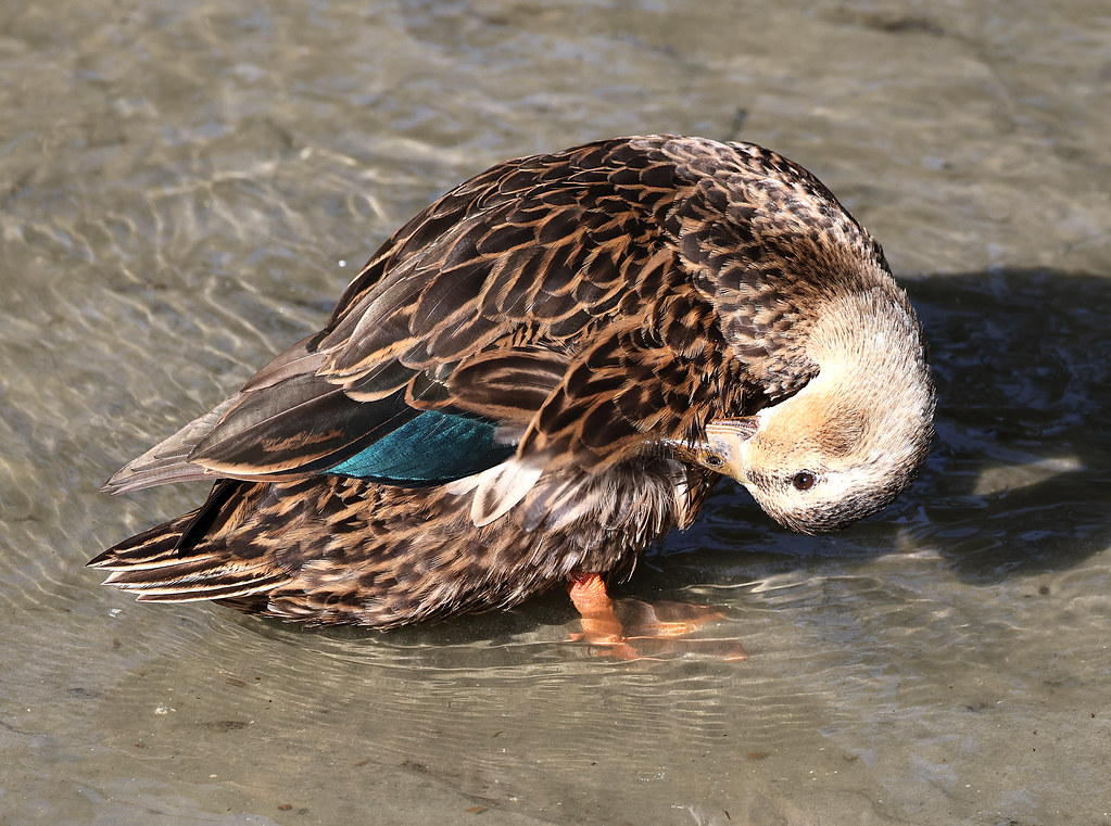 World Birding Center in Mission, TX: A Must-See South Texas Adventure with Prime Car Rental
